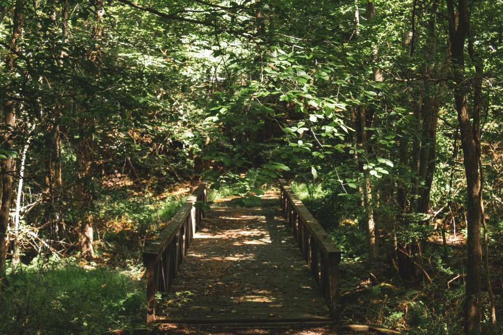 Forest Bridge