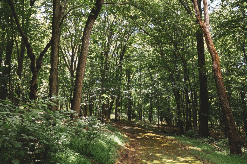 Woods
