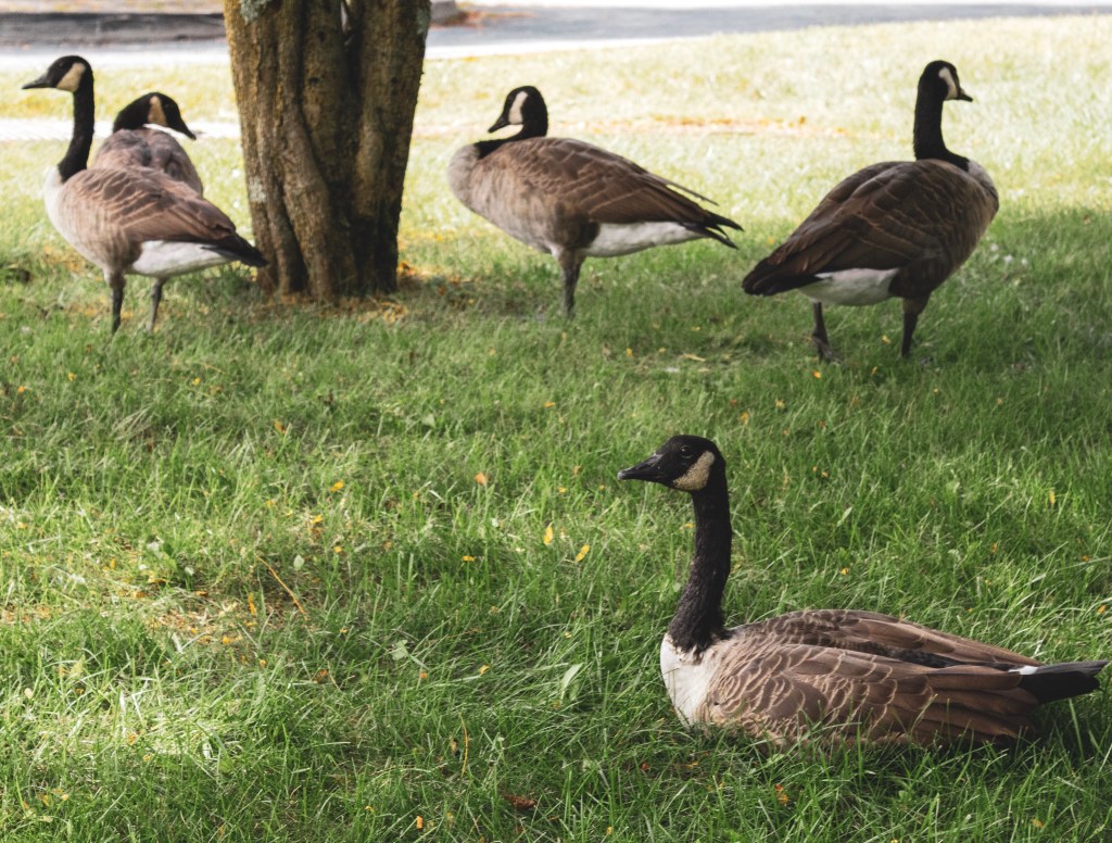 Geese
