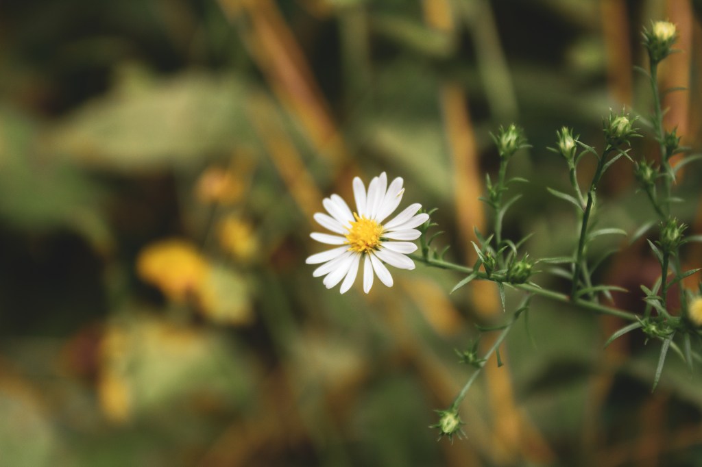 Daisy